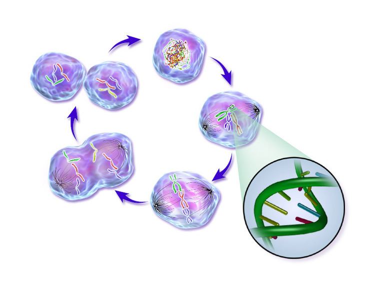 Cell cycle
