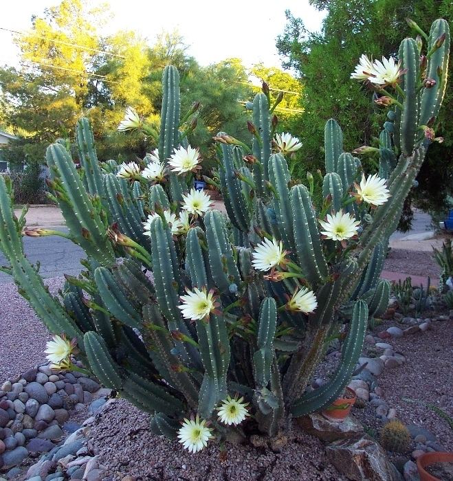 Cereus (plant) Cereus hilmannianus ssp uruguayanus