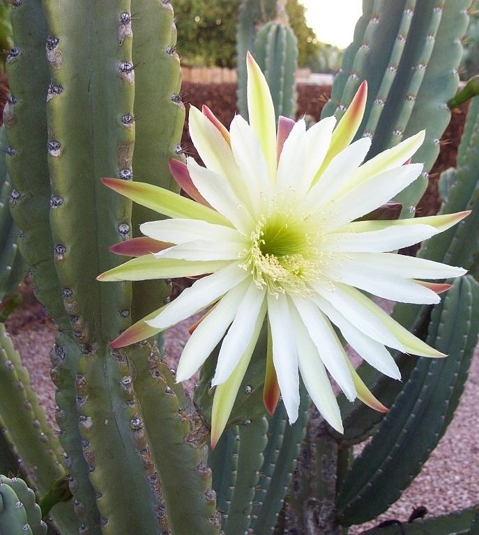 Cereus (plant) Cereus hilmannianus ssp uruguayanus