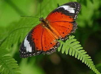 Cethosia Cethosia