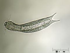 Chaetonotida httpsuploadwikimediaorgwikipediacommonsthu