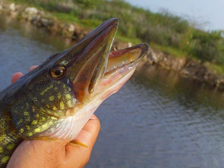 Chain pickerel Chain Pickerel with Miami39s Short Pole Pro quotBeetle Spin Lurequot YouTube