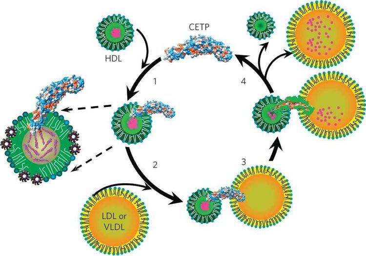 Cholesteryl ester Proposed mechanism for cholesteryl ester transfer by CETP
