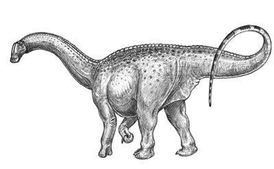 Chubutisaurus The Dino Directory Chubutisaurus Natural History Museum