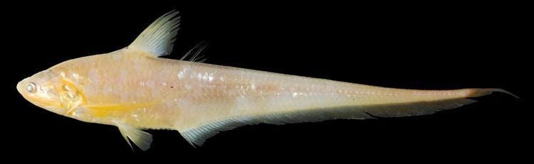 Coilia Coilia rebentischii Bleeker 1858