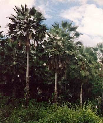 Copernicia prunifera Copernicia prunifera Carnauba wax palm Copernicia cerifera