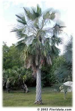 Copernicia prunifera Copernicia prunifera