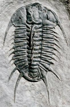 Corynexochida wwwtrilobitesinfogalcorOletrijpg