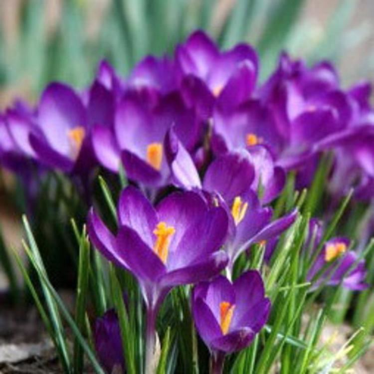 Crocus vernus Crocus vernus Flower Record Easy To Grow Bulbs