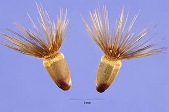 Crupina Plants Profile for Crupina vulgaris common crupina
