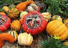 Cucurbita Cucurbita Wikipedia
