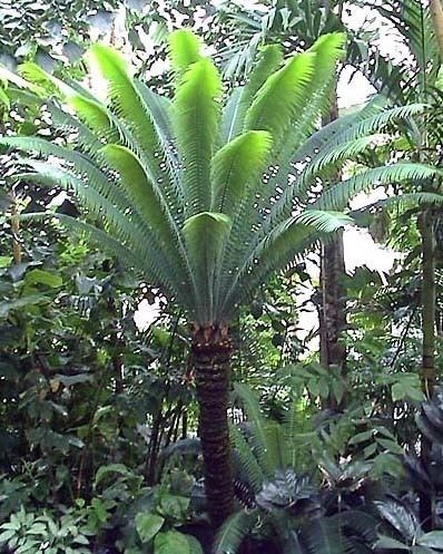 Dioon spinulosum Dioon spinulosum Pacsoa