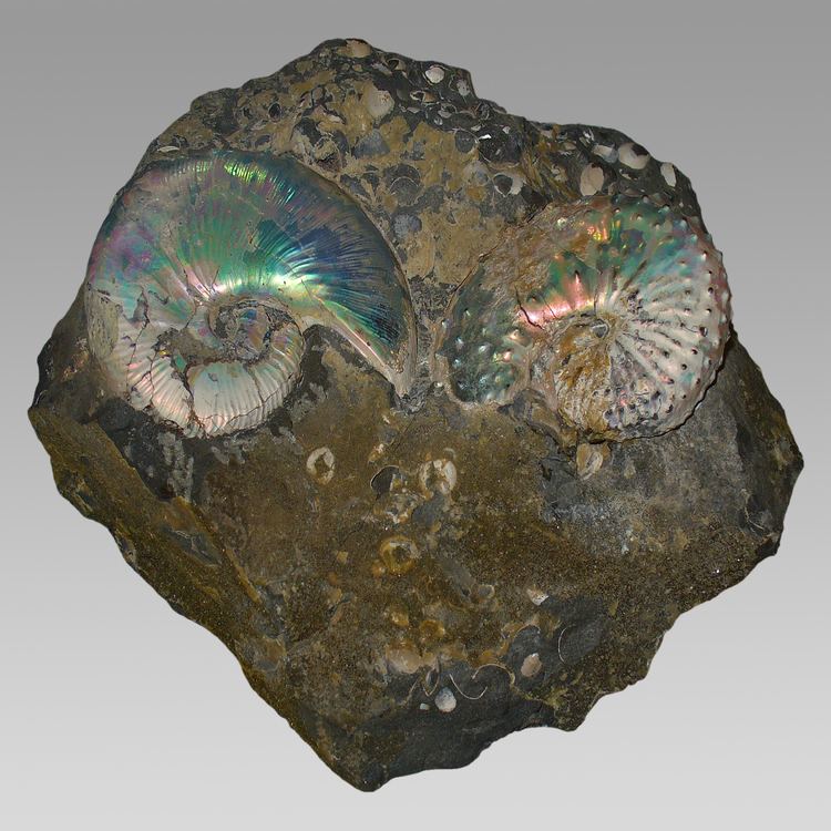 Discoscaphites FileHoploscaphites Discoscaphites 01jpg Wikimedia Commons