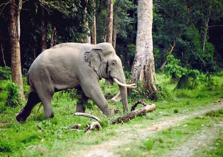 Dooars Enjoy with Oldest Forest Destination at DOOARS Dooars Ecoviillege