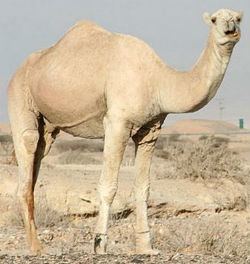 Dromedary Bactrian CamelDromedary Hybrids Mammalian Hybrids
