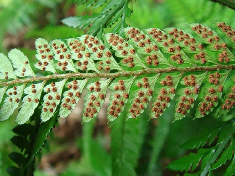 Dryopteridaceae Dryopteridaceae