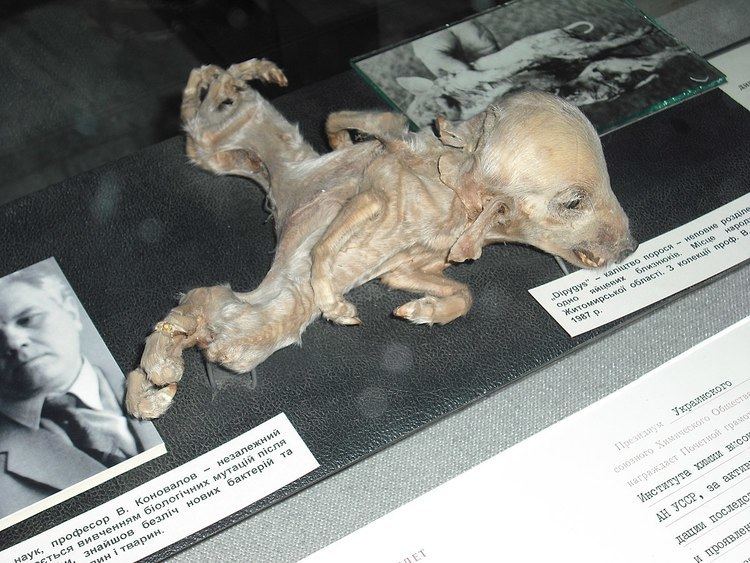 Dysmelia