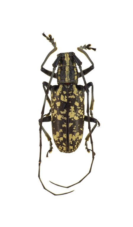 Epepeotes projectsbiodiversitybeopenuprbinspicturesonl