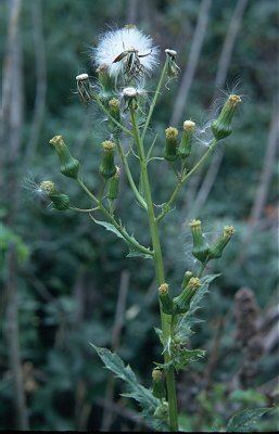 Erechtites Online Virtual Flora of Wisconsin Erechtites hieracifolius var