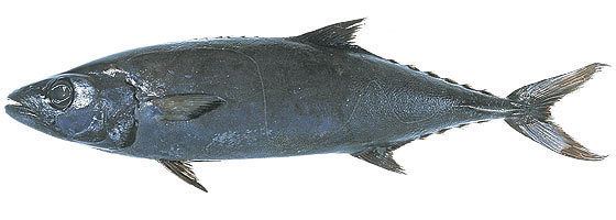 Escolar Escolar AKA White Fish Is Once Again the quotItquot Fish New York