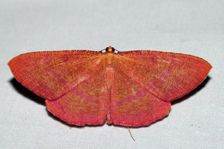 Eumelea