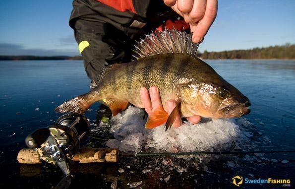 European perch Are European perch the same fish as our yellow perch Outdoor Canada