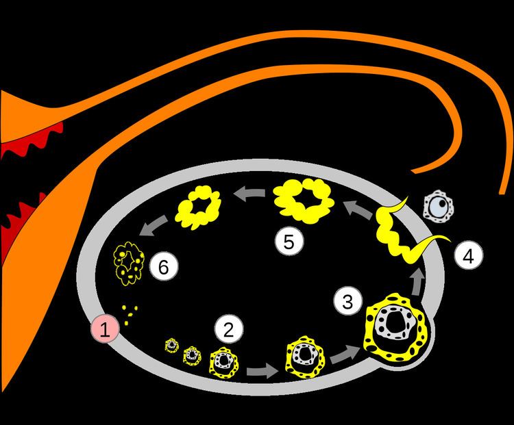 Folliculogenesis