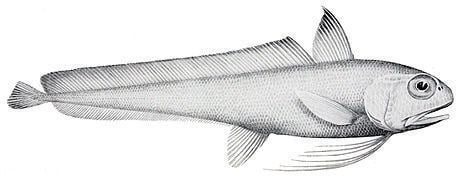 Gadiformes Gadiformes Wikipdia