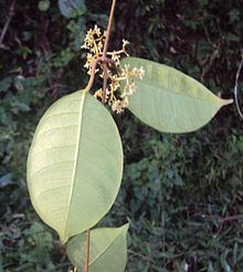 Genianthus httpsuploadwikimediaorgwikipediacommonsthu