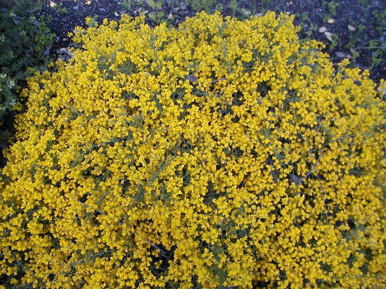 Genista Genista Wikimedia Commons