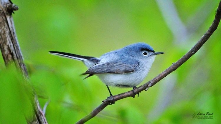 Gnatcatcher Bluegray Gnatcatcher YouTube