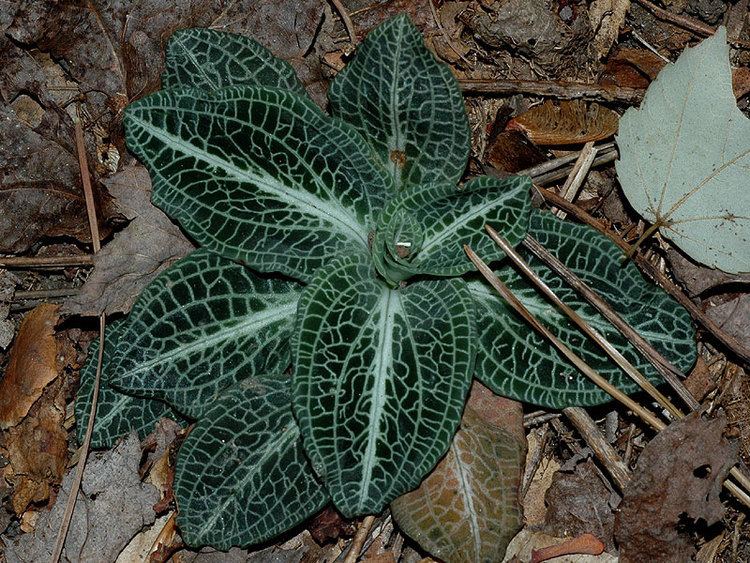 Goodyera Goodyera pubescens Downy rattlesnake plantain Discover Life