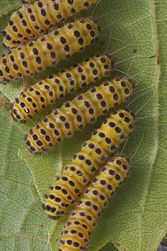 Grapeleaf skeletonizer httpsuploadwikimediaorgwikipediacommonsthu