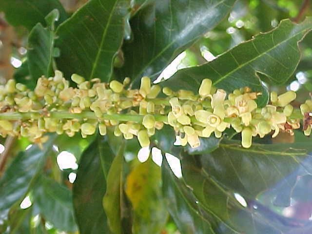 Guarea Plants of Viales a pictorial guide Guarea guidonia