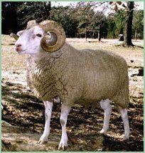 Gulf Coast Native sheep wwwrunningmoonfarmcomimagesram1jpg
