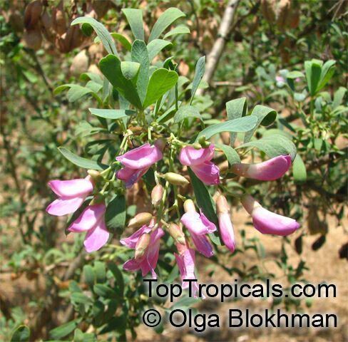 Halimodendron Halimodendron halodendron Common Salttree TopTropicalscom
