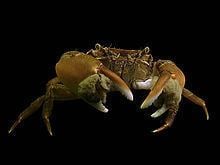 Hemigrapsus takanoi httpsuploadwikimediaorgwikipediacommonsthu