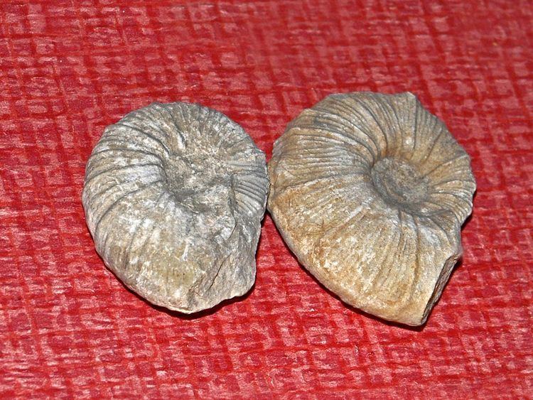 Holcodiscus