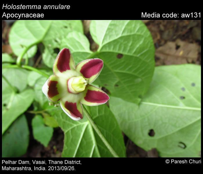 Holostemma Nectar plants Holostemma annulare Butterflies of India