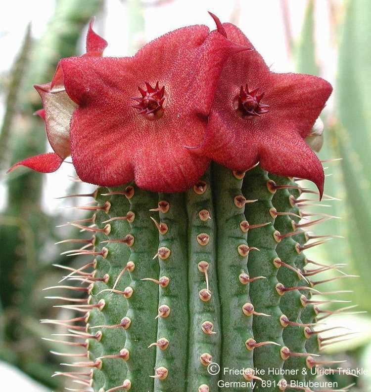 Hoodia wwwasclepidariumdeimagesGroHoodiaHoodia20f