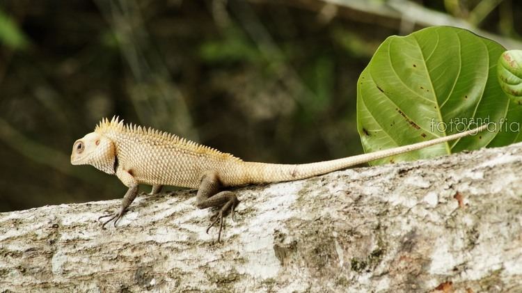 Indian chameleon Indian Chameleon by anandramdas on DeviantArt