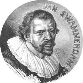 Jan Swammerdam wwwjanswammerdamorgImagesJSjpg