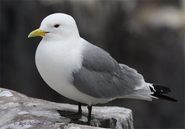Kittiwake Species Gallery Kittiwake