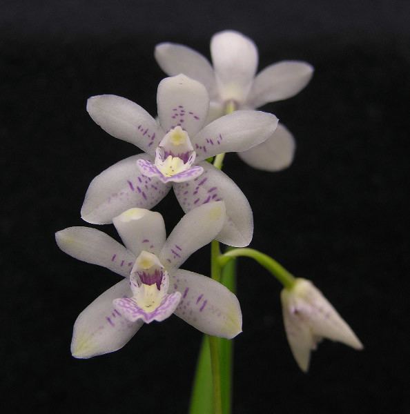 Koellensteinia IOSPE PHOTOS