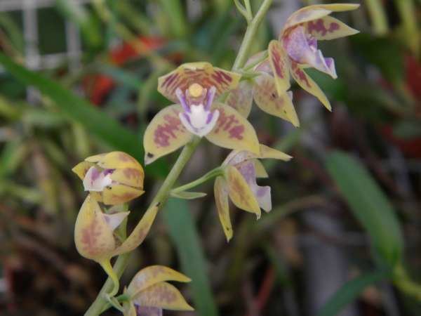 Koellensteinia galeriakoellensteinia Mundiflora Cuenca Ecuador