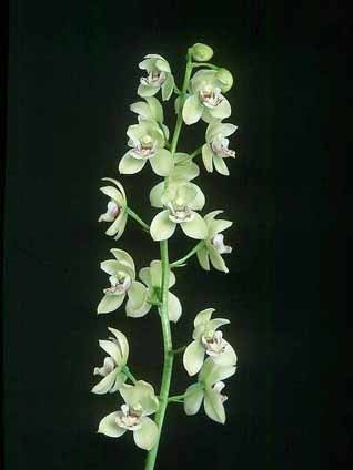 Koellensteinia Koellensteinia