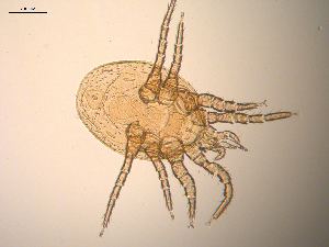 Laelapidae BOLD Systems Taxonomy Browser Laelapidae family
