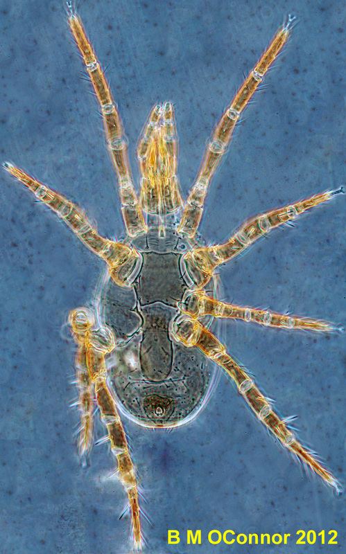 Laelapidae Laelapidae Gaeolaelaps Kartchner Caverns Macroinvertebrate