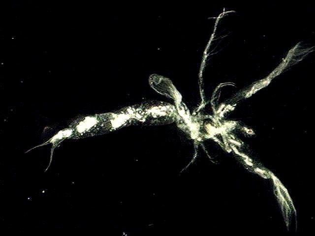 Leptodora peoplecstcmichedumcnau1aszooplankton20webLe