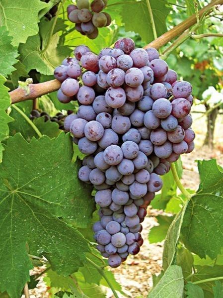 Liatiko Liatiko newwinesofgreececom